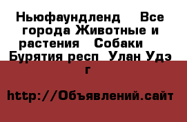 Ньюфаундленд  - Все города Животные и растения » Собаки   . Бурятия респ.,Улан-Удэ г.
